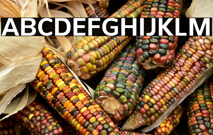 PelitaStd-Bold Example 1