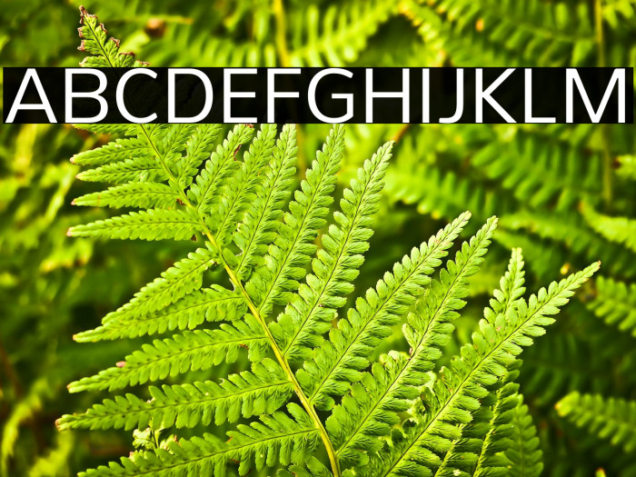 PelitaStd-Regular Example 1