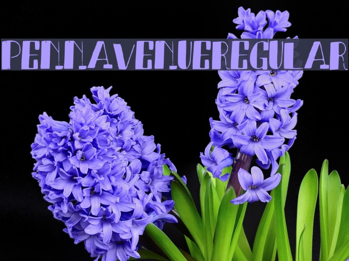 PennAvenue-Regular Example 2