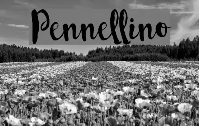 Pennellino Font examples
