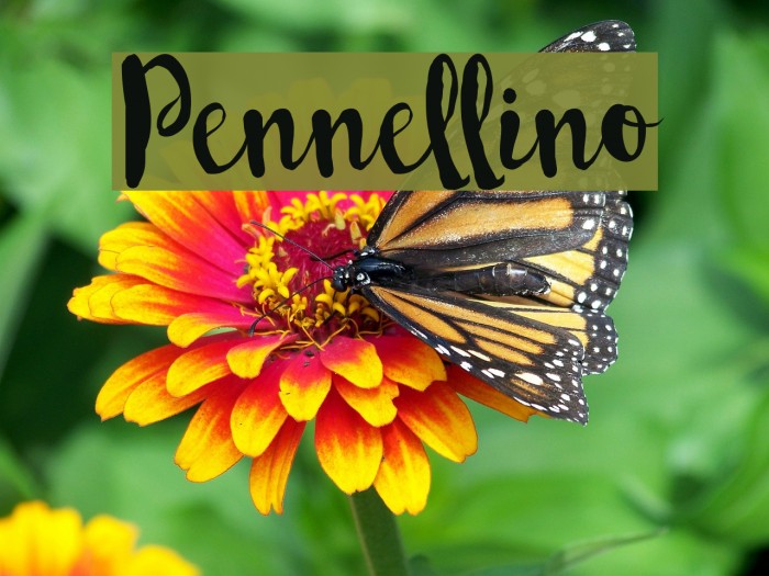 Pennellino Example 2