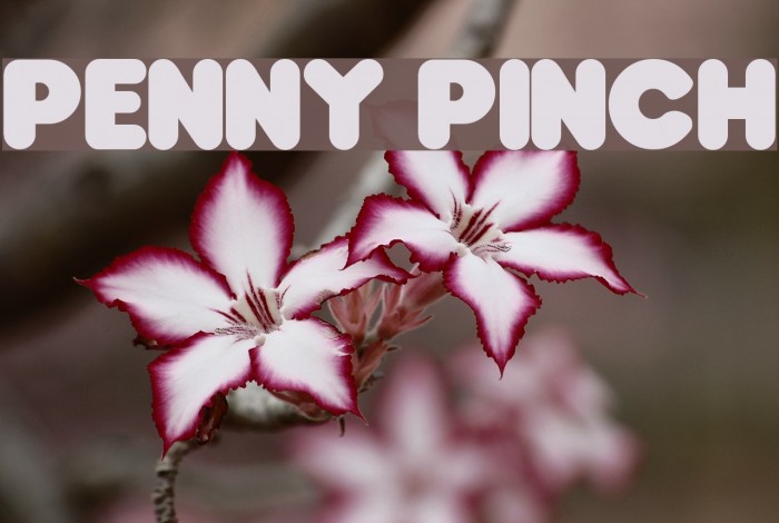 Penny Pinch Font examples
