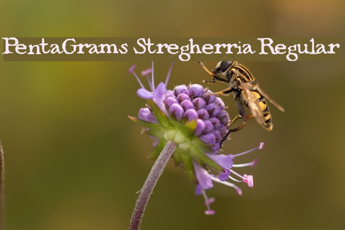 PentaGrams Stregherria Regular Font examples