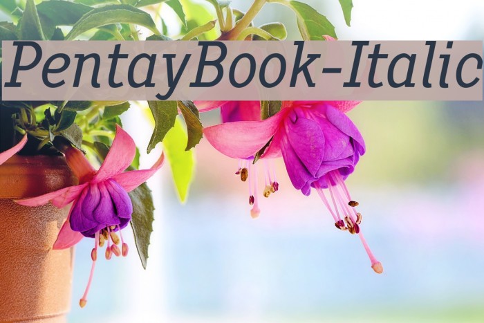 PentayBook-Italic Font examples