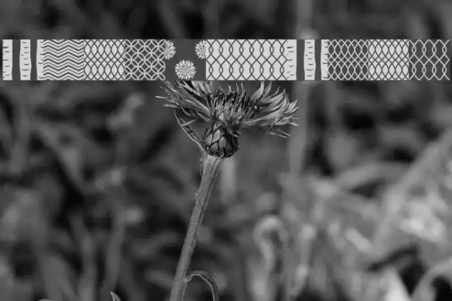 Peoni Patterns Font examples