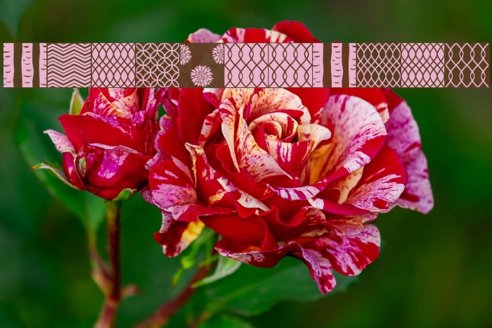 PeoniPatterns Font examples