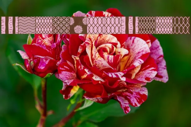 PeoniPatterns Example 2