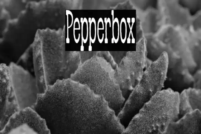 Pepperbox Font examples