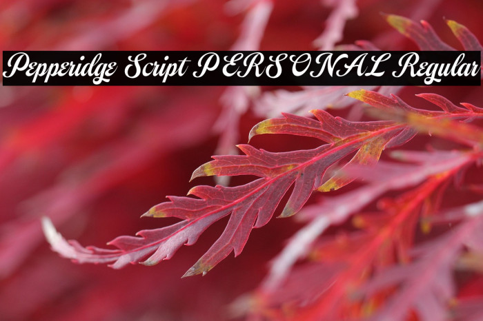 Pepperidge Script PERSONAL Regular Example 3