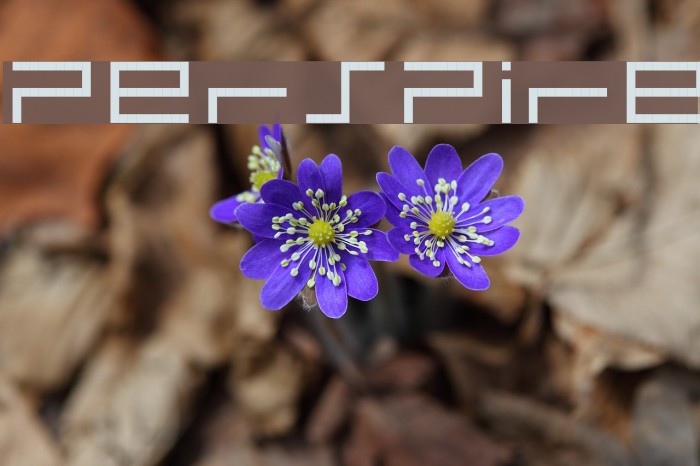 PerSPire Font examples