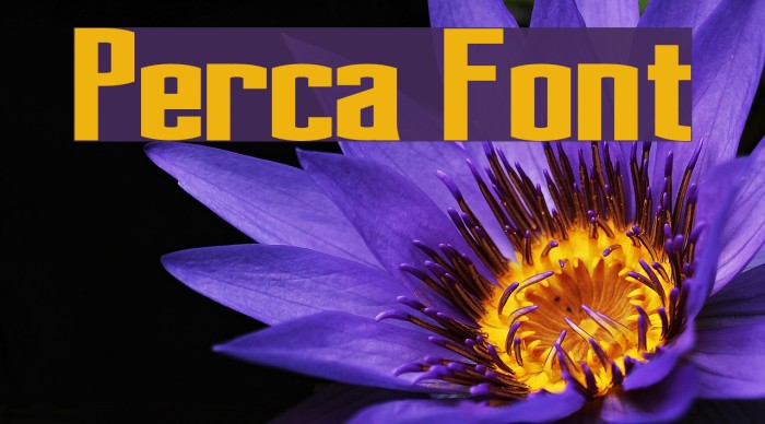 Perca Font examples