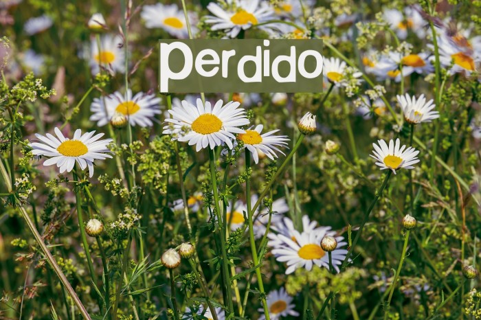 Perdido Font examples