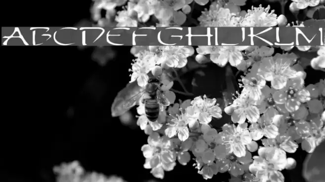 Perdition Extended Font examples