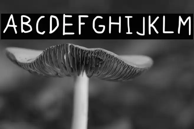 Perdraw Regular 字体 examples