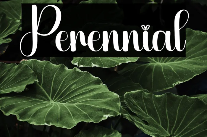 Perennial Example 2