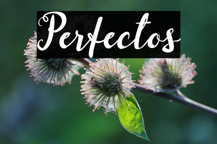 Perfectos Example 3