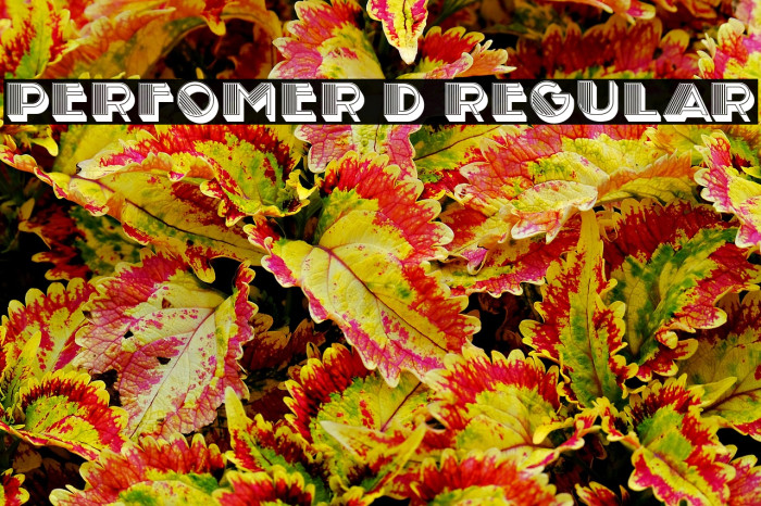 Perfomer 3D Regular Example 2