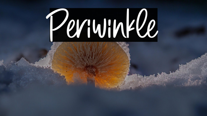 Periwinkle Example 3