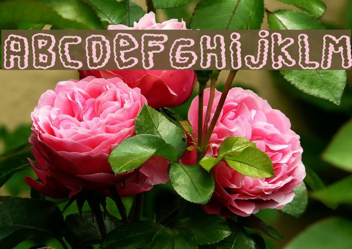 Perra Gorda Example 2