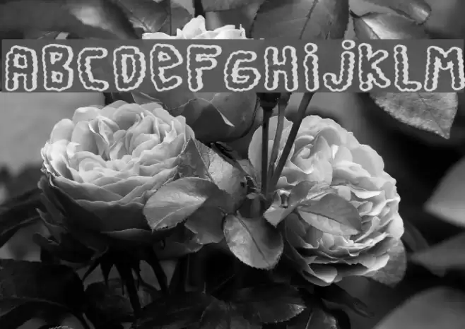 Perra Gorda Font examples