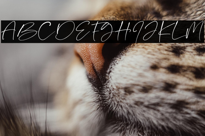 Persian Cotage Example 2