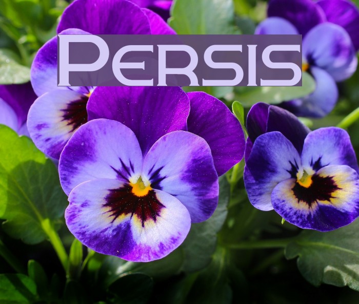 Persis Font examples