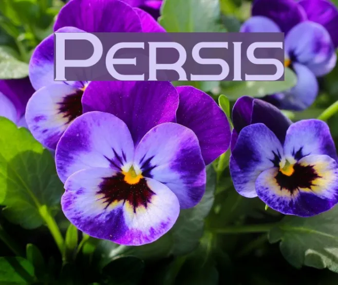 Persis Example 2