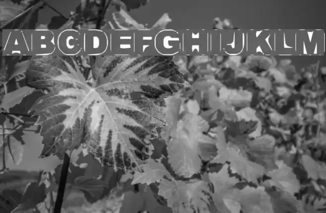 Persona Font examples