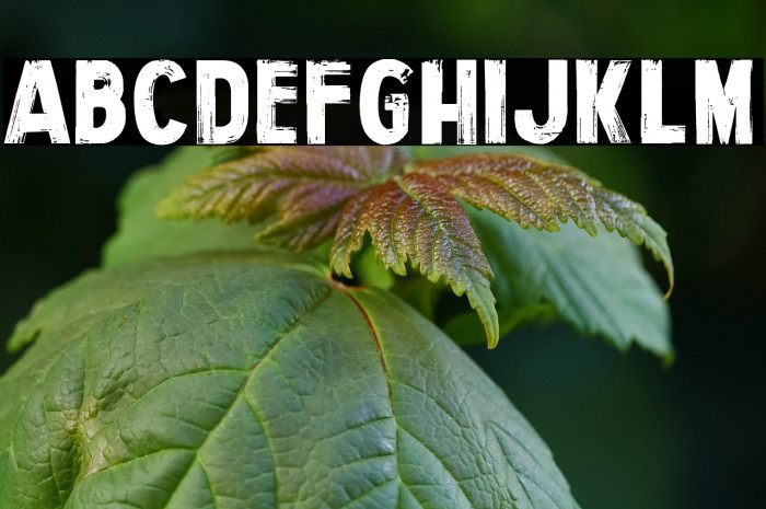 Personal Services Example 3