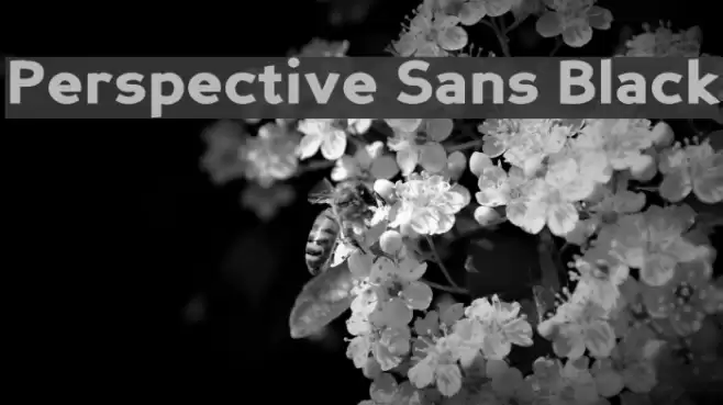 Perspective Sans Black Font examples
