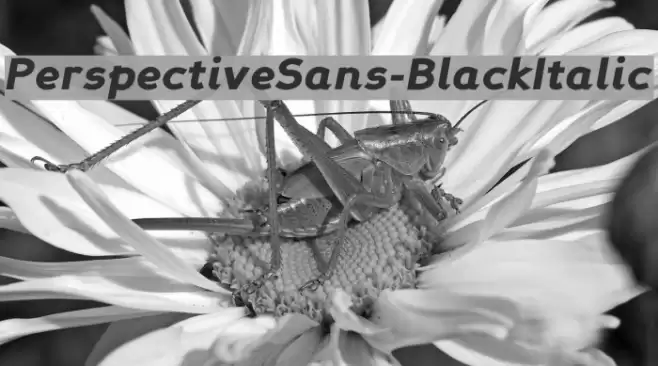 PerspectiveSans-BlackItalic Font examples