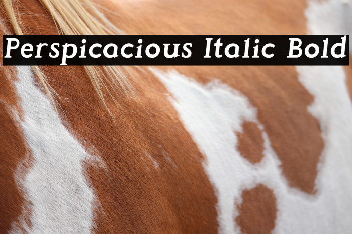 Perspicacious Italic Bold Example 2