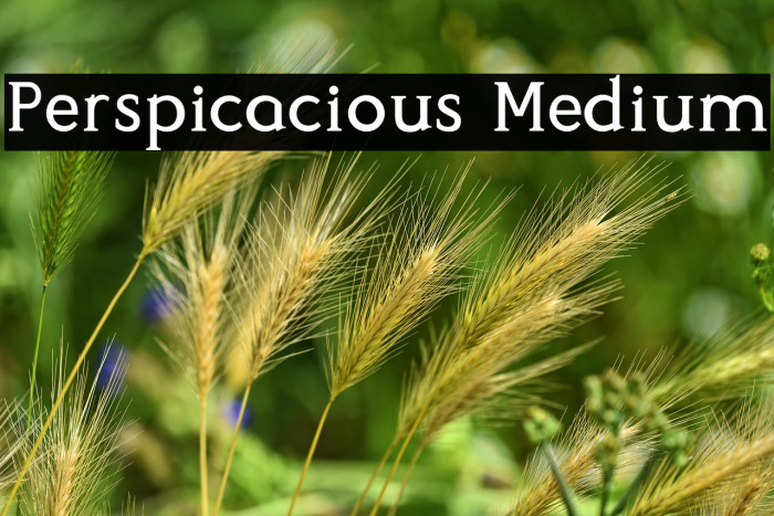 Perspicacious Medium Example 3