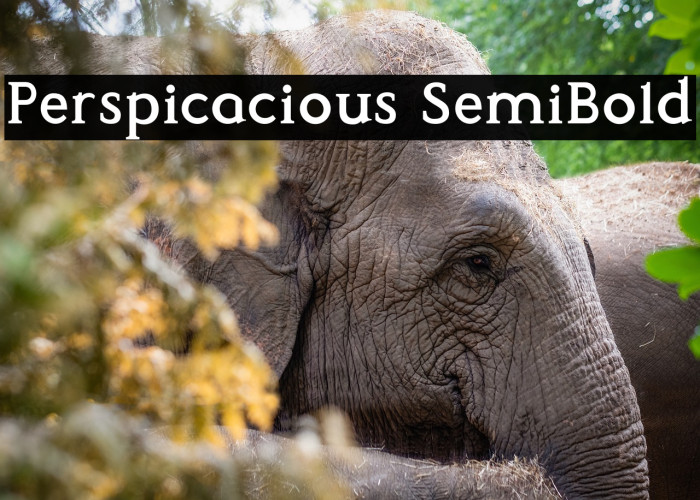 Perspicacious SemiBold Example 3