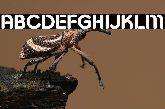 Pesta Stencil Demo Bold Example 2