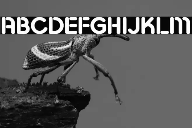 Pesta Stencil Demo Bold Font examples