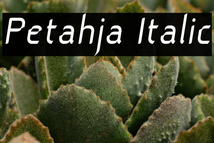 Petahja Italic Example 1