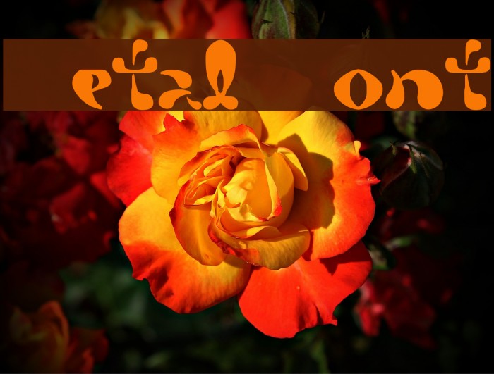 Petal Font examples