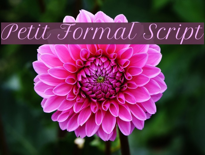 Petit Formal Script Font FFonts