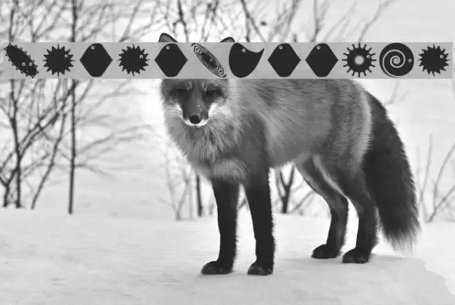 PetitButtoni Font examples