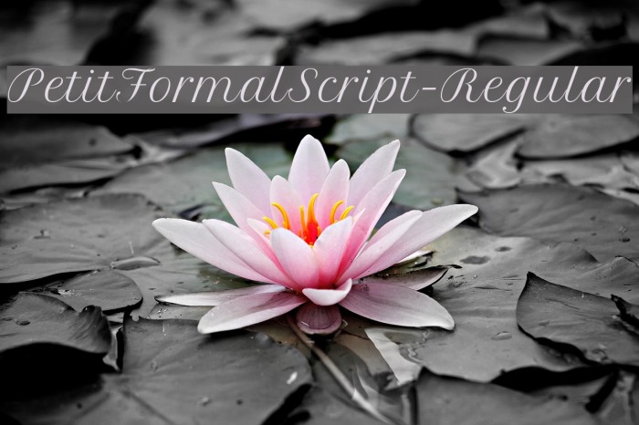 PetitFormalScript-Regular Font examples