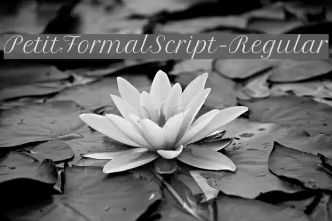 PetitFormalScript-Regular Schriftart examples