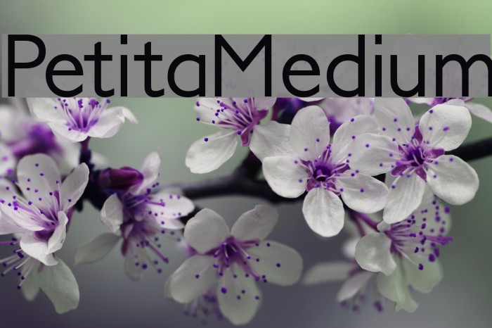 PetitaMedium Font examples