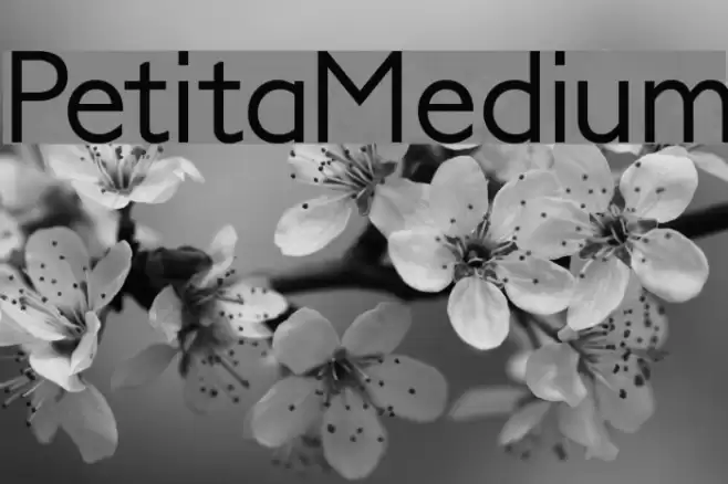 PetitaMedium Шрифта examples
