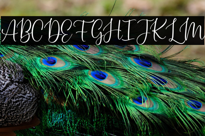 PetiteRomanceFREE Example 2