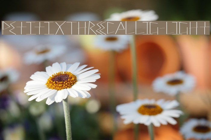 PetitixThreeCallig-Light Font examples