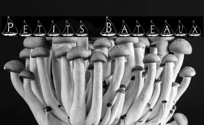 Petits Bateaux Font examples