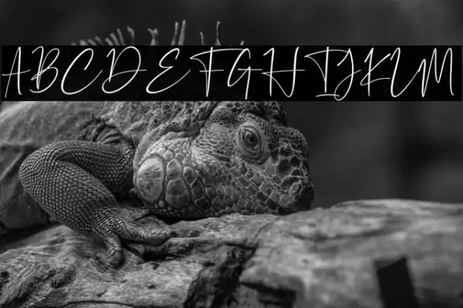 Petri Plate Font examples