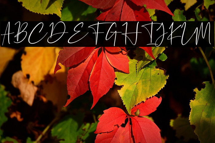 Petri Plate Example 3