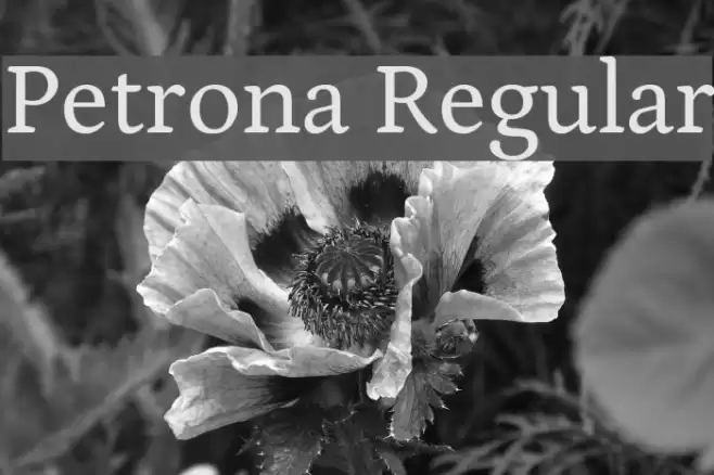 Petrona Regular Font examples